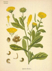 marigold calendula