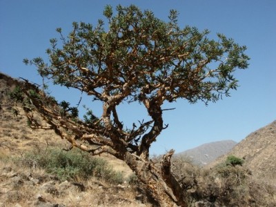 frankincense eesential oil, yoga bal, meditation balm