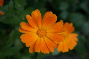 calendula benefits