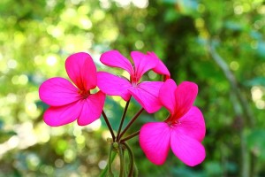 rose geranium 