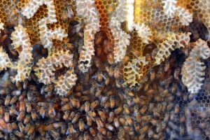 propolis benefits